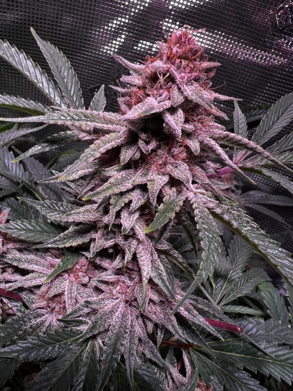 Purple Haze & Blueberry – Growing Purple Weed 101